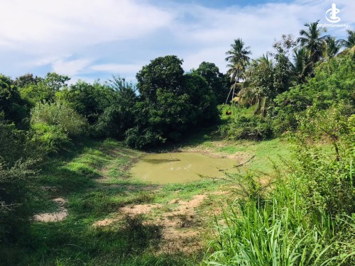 Land for Sale in Monaragala - 800 Perch Agricultural Land for Sale – Monaragala