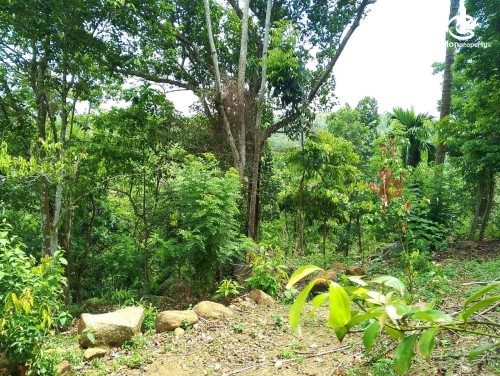 Land for Sale in Galle - Land for Sale – Aththalahena, Wawulugala, Galle