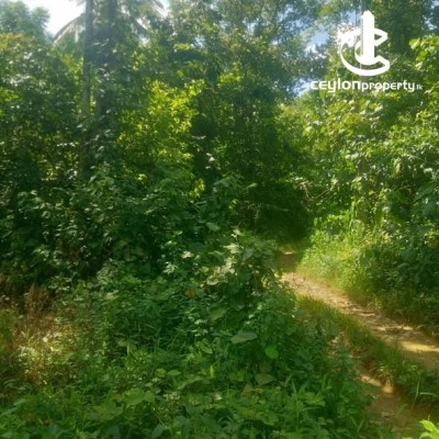 Land for Sale in Avissawella - Agricultural Land for Sale – Avissawella