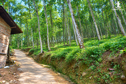 Land for Sale in Avissawella - Rubber Land for Sale – 33 Acres