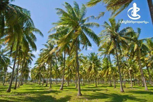 Land for Sale in Udubaddawa - 7 Acres Coconut Land for Sale – Welipennagahamula, Horathapola Road