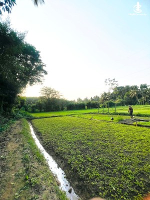Land for Sale in Malabe - Paddy field view Land for sale in Malabe