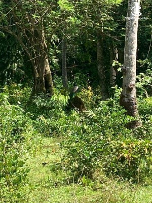 Land for Sale in Matara - 200 Perch land for sale in Weligama