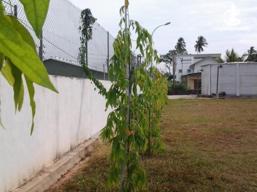 Commercial Property for Sale in Katunayake Air Force Camp - Katunayake FTZ Factory 140,000 SqFt On 4.7 Acres For Sale.