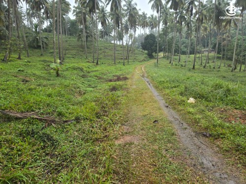 Land for Sale in Mawathagama - Kurunegala District At Mawathagama 120 Acres Coconut Estate For Sale