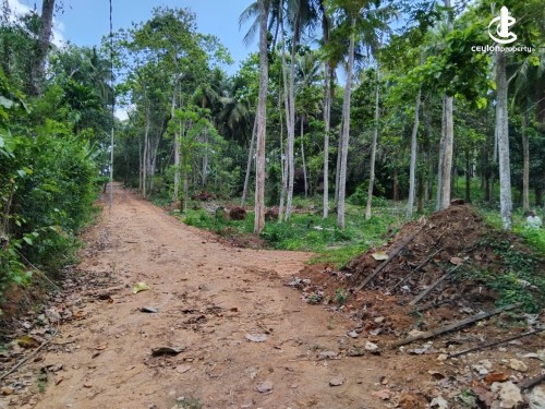 Land for Sale in Beliatta - 5 Acres Coconut Land For Sale In Beliatta
