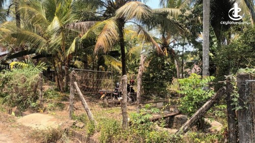 Land for Sale in Mirigama - Coconut Land For Sale in Mirigama Town