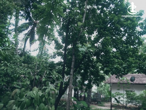 Land for Sale in Dambulla - Land For Sale In Dambulla