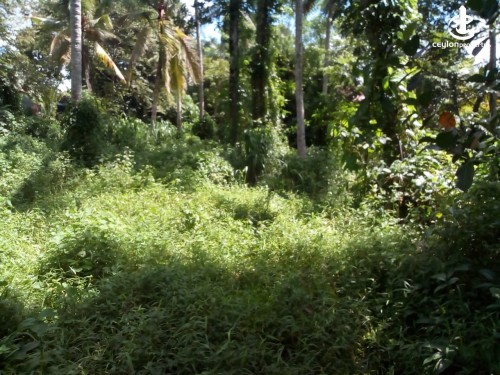 Land for Sale in Hanwella - 26 Perches Coconut Land For Sale In Hanwella