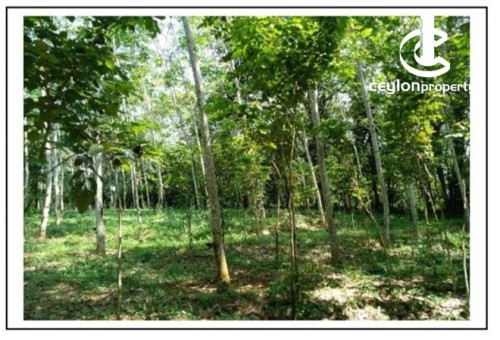 Land for Sale in Dodangoda - Valuable Rubber Land for Sale in Dodangoda