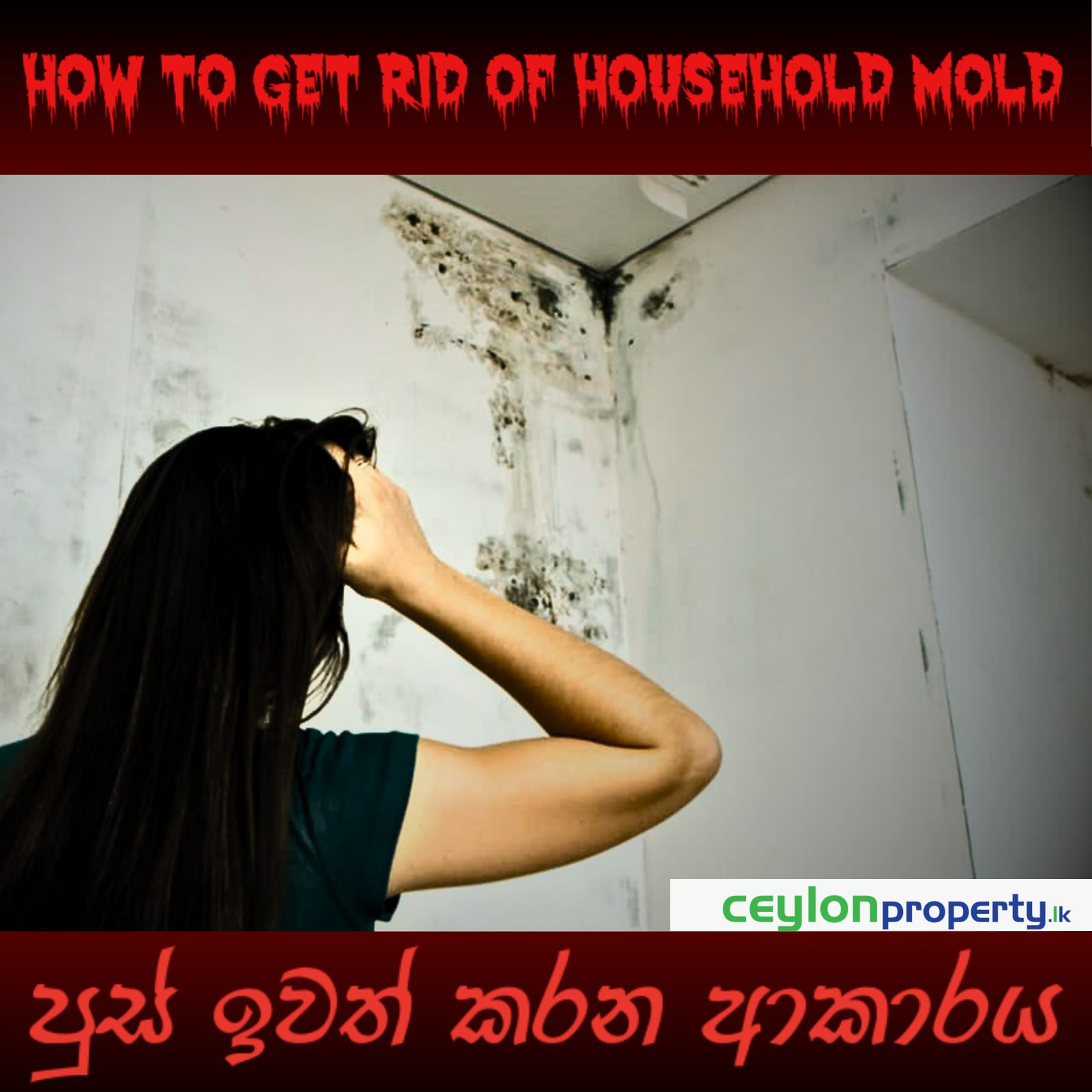 How to Get Rid of Household Mold CeylonProperty.lk